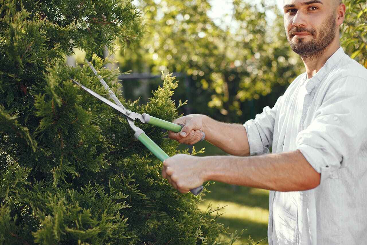 Large Tree Removal in Talent, OR